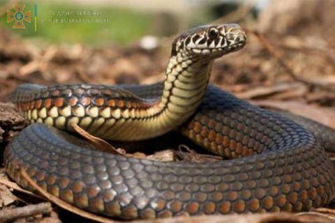 На Стрийщині місцевий мешканець потрапив до реанімації через укус змії