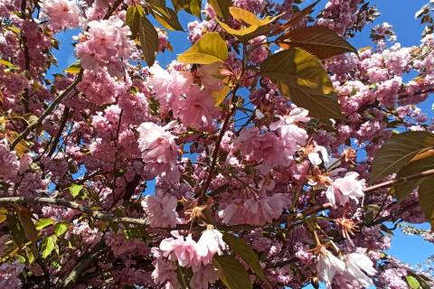 Мільйони зелених на зелень: скільки Львову коштує
благоустрій під час війни