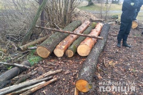 На Жовківщині біля приватної пилорами виявили незаконно зрубані хвойні дерева