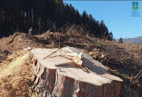 Місцевого мешканця судитимуть за вирубку лісу на Стрийщині