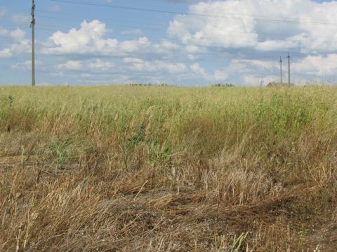 Власників земельних ділянок у Новокалинівській ОТГ штрафуватимуть за нескошену траву