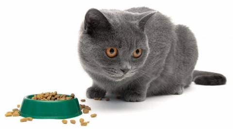 Суперпреміальні раціони для
улюбленців: що це таке і чому обирають Optimeal