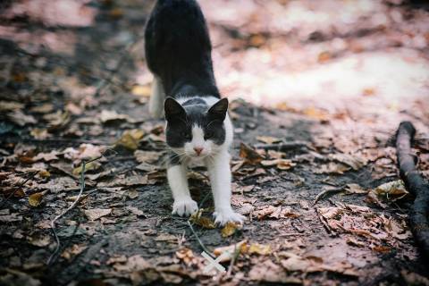 Генштаб ЗСУ оприлюднив втрати росіян на 12 грудня