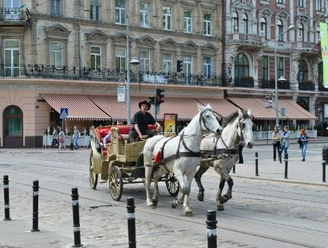 Львів’яни вимагають від Садового подбати про коней