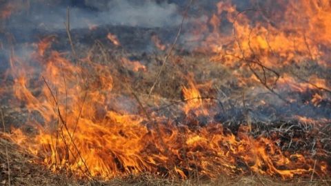 У Залізничному районі Львова виникла пожежа сухостою