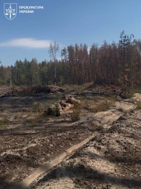 Директора Славського Галсільлісу викрили на масштабних вирубках лісу