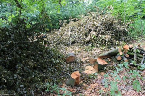 Синютку просять проконтролювати рубки у Сколівському військовому лісництві