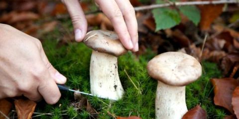 Наслідки грибного сезону на Львівщині: четверо людей померло