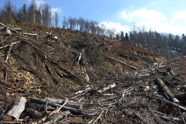 На Львівщині посадовці лісгоспу дозволили вирубати ліс на майже три мільйони гривень