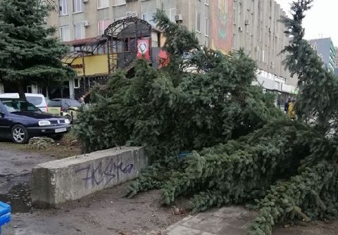 На проспекті Чорновола у Львові вітер повалив величезну ялинку на тротуар