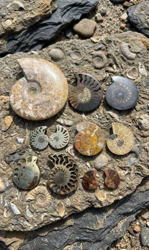 виставка київської дизайнерки та художниці Ольги Шинкаренко «Мушлі з епохи динозаврів»