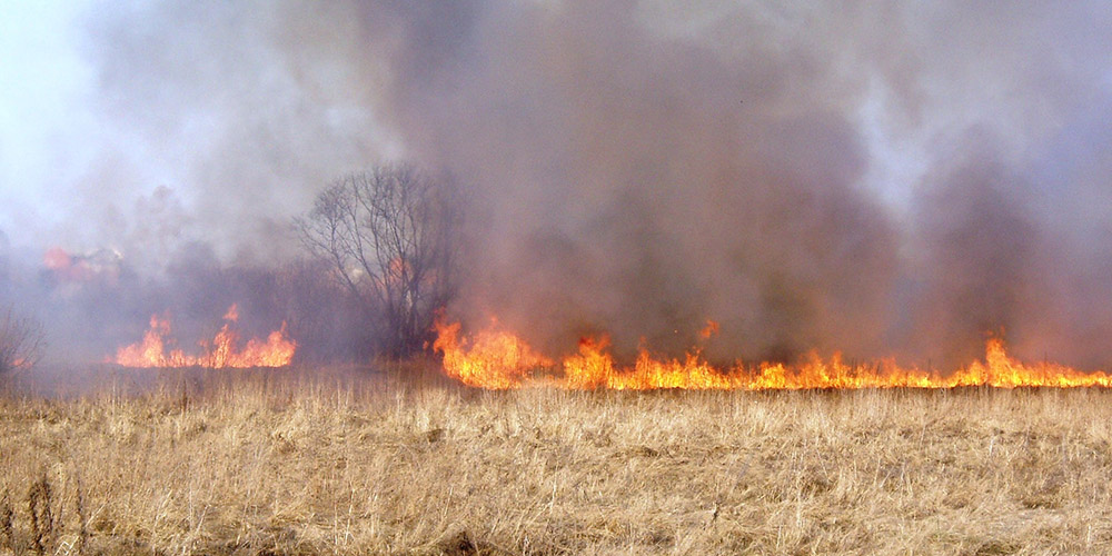 Минулої доби на Львівщині зафіксували 19 підпалів сухостою