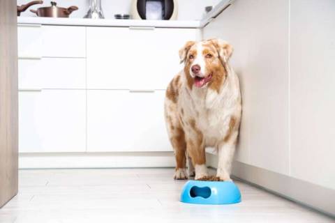 Корм для собак великих порід: особливості вибору