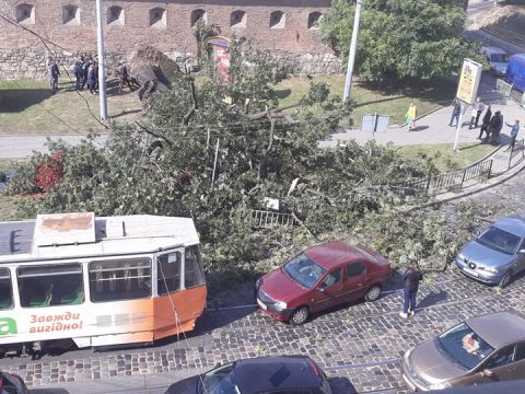 У центрі Львова на дорогу впало дерево (оновлено)