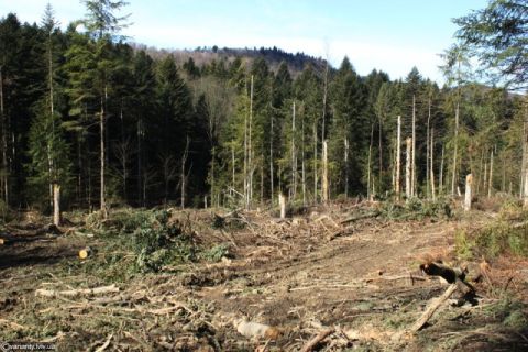 Причинами загибелі лісів Львівщини у 2019 році назвали несприятливі погодні умови та шкідників