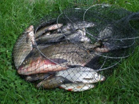 У ставку на Миколаївщині незаконно виловили 12 кг риби