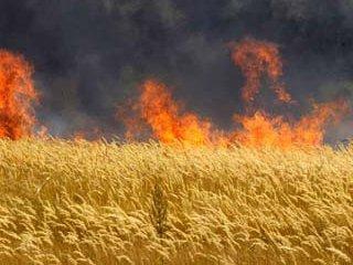 Пожежа знищила понад 43 га пшениці у Радехівському районі Львівщини