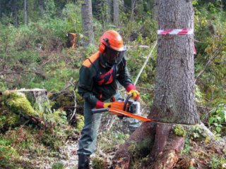 Прокуратура зацікавилась турківським лісником, який вирубав дерев на 200 тис грн