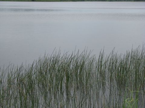 На Мостищині у ставку втопився місцевий мешканець