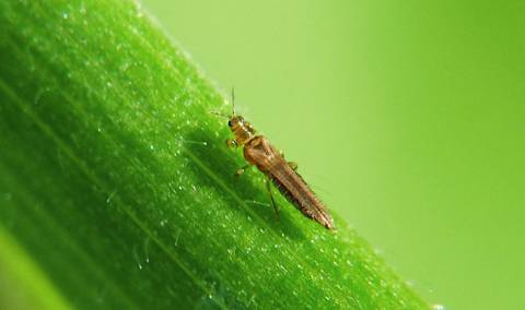 На Львівщині у партії імпортованого буряка виявили карантинного шкідника