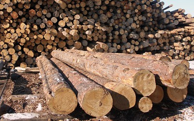 На Львівщині незаконно вирубали ліс на 350 тис грн