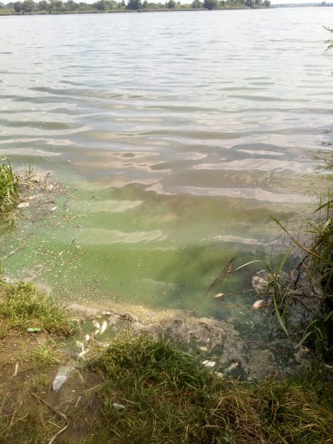 У Добротвірському водосховищі масово загинула риба