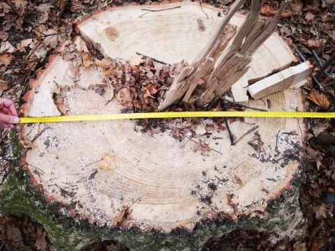 Самбірчанину загрожує три років ув'язнення за вирубку дерев