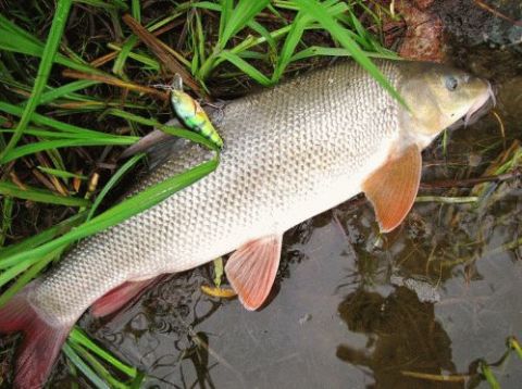 На Львівщині браконьєри ловили рибу, занесену до Червоної книги
