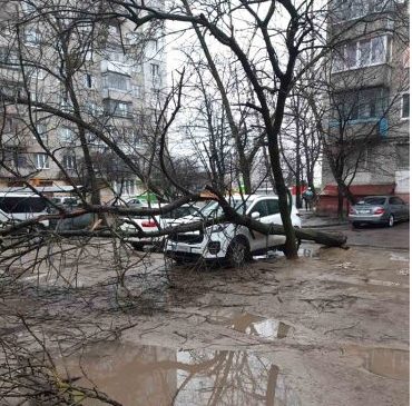 У Львові через вітер дерево впало на автівку
