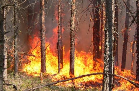 На Львівщині тимчасово заборонено відвідувати ліси