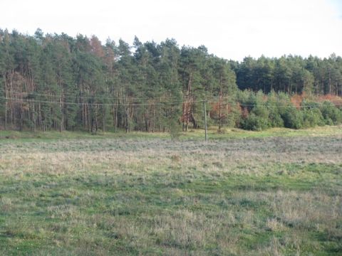 В Україні прийняли закон, що передбачає збереження самосійних лісів