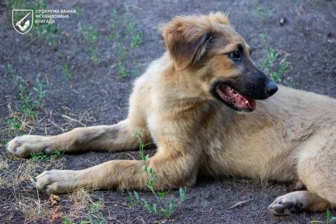 Генштаб ЗСУ оприлюднив втрати росіян на 6 жовтня