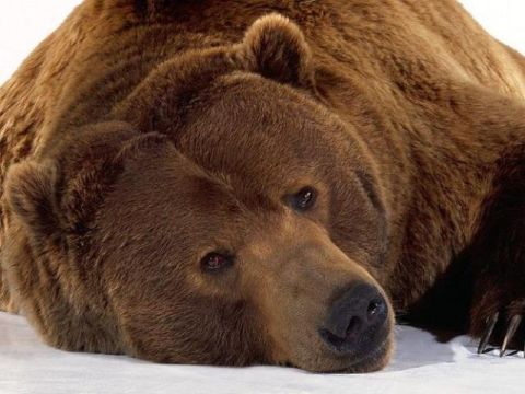 На Львівщині створять притулок для бурих ведмедів