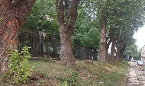 На вул. Старосольських у Львові зріжуть аварійні тополі 