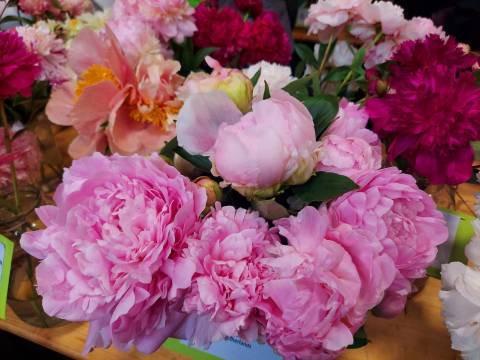 У Львові відбудеться масштабна благодійна виставка півоній