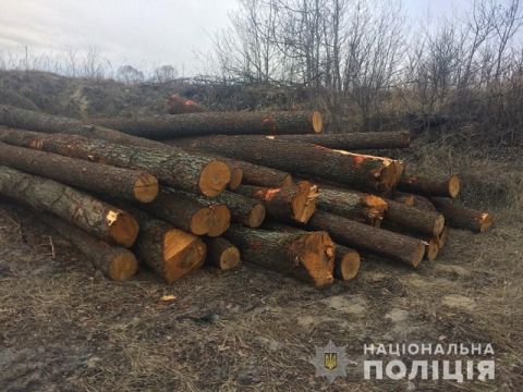 В одному із сіл Буського району виявили майже 200 незаконно зрубаних дерев сосен та вільхи