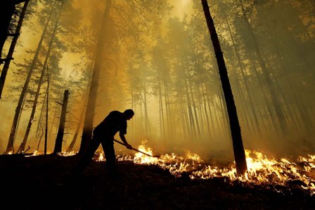 На Львівщині тимчасово заборонили відвідувати ліс