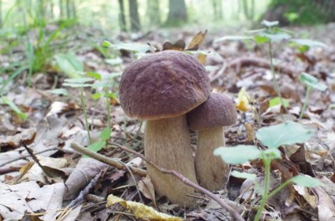 На Дрогобиччині в лісі знайшли мертвого грибника