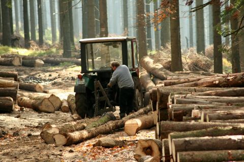 Прокуратура Львівщини зареєструвала 169 фактів незаконних рубок лісу
