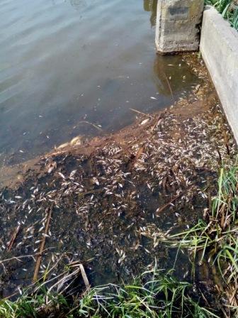 У водоймі на Сокальщині загинула вся риба