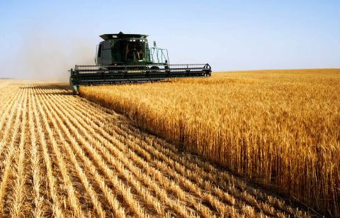 На Львівщині на 41,5% скоротилося виробництво зерна