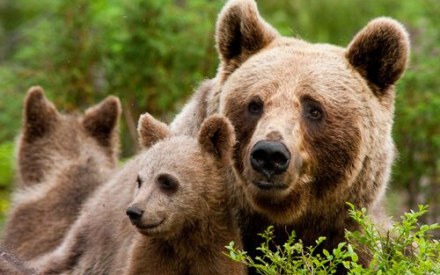 На Львівщині з розплідника зникли ведмеді