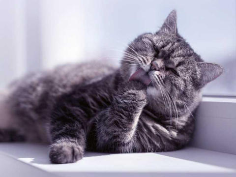 Догляд за літніми котами: як адаптувати гігієнічні процедури