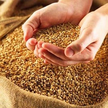 Олег Баран: Зростання цін на зернові у світі не вплине на зростання ціни хліба в Україні