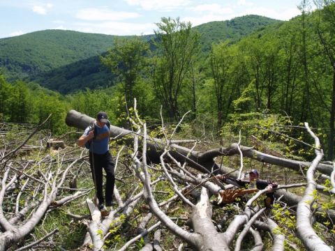 На Сколівщині загинув лісоруб під час валки лісу