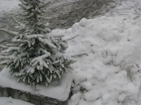 На Погулянці незаконно вирубали ялинки