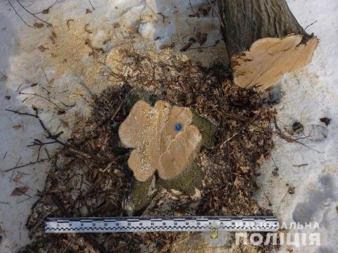 На Львівщині затримали чоловіка за незаконну вирубку дерев
