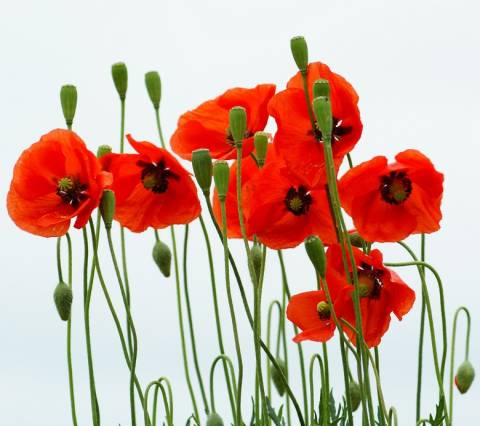 В Україні не каратимуть за наркотики «для себе»