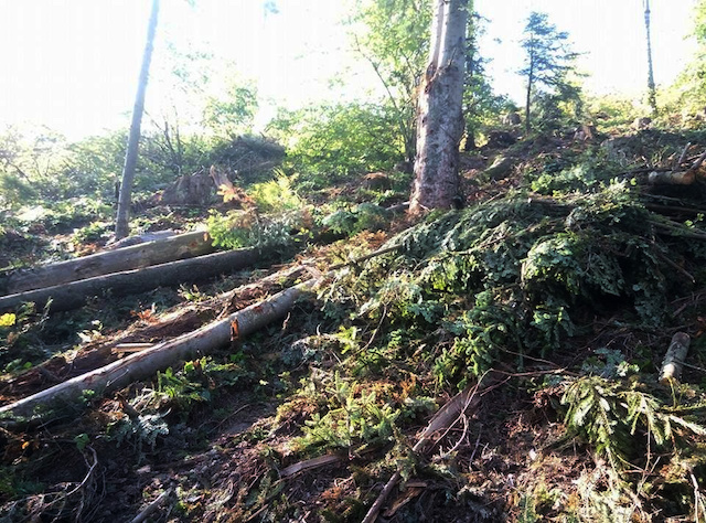 Власник пилорами вдарив ногою активістку, яка раніше викрила порушення, вчинене за його участю