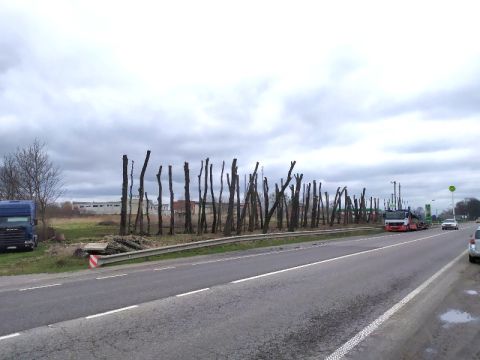 На Львівщині вздовж траси Київ-Чоп зрубали і пошкодили дерева на понад 200 тисяч